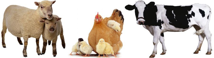 اطلاعیه : هرگونه مرگ مشکوک دام و طیور رو گزارش بدهید!