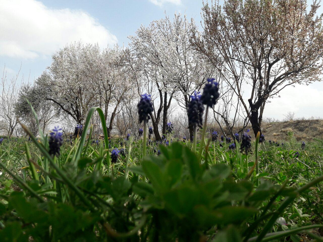 اعلام نتایج مسابقه بهاری ورپشت؛ روایتی از رنگین‌کمان، شکوفه‌ها و چشم‌اندازهای زادگاه ما