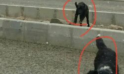 گزارش مردمی درباره افزایش تعداد سگ‌های ولگرد در محله بالا و شهرک شهدا / مطالبه اقدام فوری از شورا و دهیاری