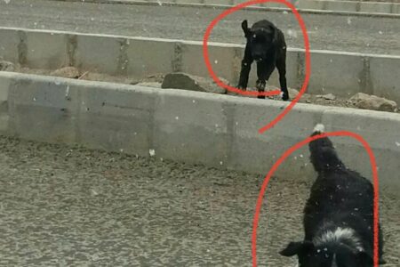 گزارش مردمی درباره افزایش تعداد سگ‌های ولگرد در محله بالا و شهرک شهدا / مطالبه اقدام فوری از شورا و دهیاری