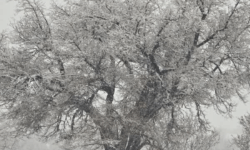 فراخوانِ عمومی برای ثبتِ «لحظاتِ نابِ شکرگزاری» در آلبومِ خاطراتِ برف