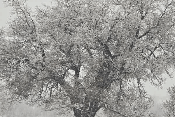 فراخوانِ عمومی برای ثبتِ «لحظاتِ نابِ شکرگزاری» در آلبومِ خاطراتِ برف