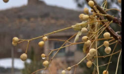 الحمدلله؛ طبیعـت به احتـرام مــادر شکفت