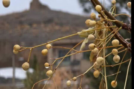 الحمدلله؛ طبیعـت به احتـرام مــادر شکفت