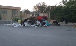 درخواست جمعی از اهالی روستای ورپشت برای ساماندهی فوری سگ‌های ولگرد؛ زنگ خطر برای امنیت دانش‌آموزان و خانواده‌ها