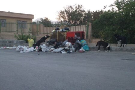 درخواست جمعی از اهالی روستای ورپشت برای ساماندهی فوری سگ‌های ولگرد؛ زنگ خطر برای امنیت دانش‌آموزان و خانواده‌ها